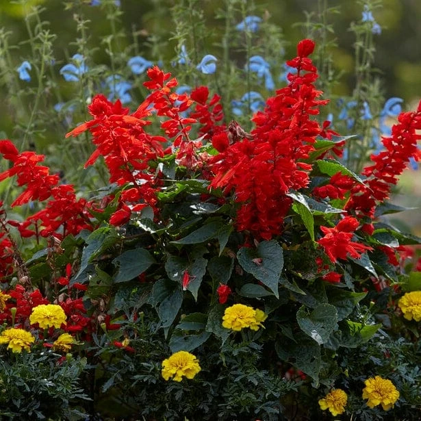 Roots Plants Best Perennial Plants Collections | Growers Choice Perennials 5 Roots Plants Best Perennial Plants Collections | Growers Choice Perennials