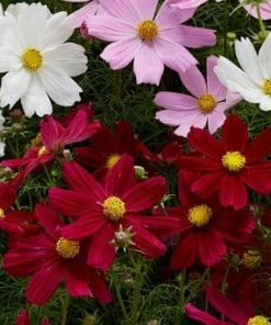 Roots Plants Cosmos 'Apollo Carmine' Perennials