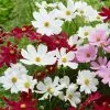 Roots Plants Perennials Cosmos 'Apollo White'