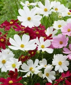 Roots Plants Perennials Cosmos 'Apollo White'