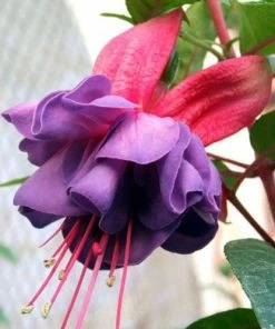 Roots Plants Fuchsia 'Upright Winston Churchill' Fuchsias