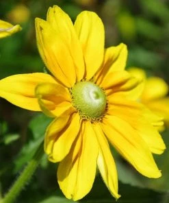 Roots Plants Perennials Rudbeckia 'Amarillo Gold'