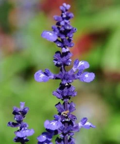 Roots Plants Salvia 'Big Blue'