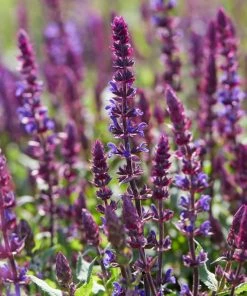 Roots Plants 6 Salvia Plants | 'Blues Collection' | 10.5cm Pots