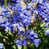 Roots Plants Agapanthus 'Blue Thunder' Perennials 2 Roots Plants Agapanthus 'Blue Thunder' Perennials