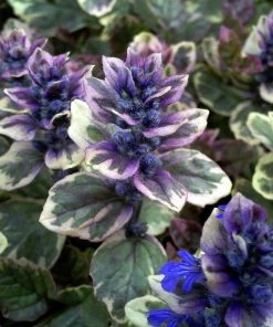 Roots Plants Ajuga 'Burgundy Glow'