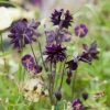 Roots Plants Aquilegia 'Black Barlow'