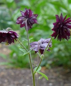 Roots Plants Aquilegia 'Black Barlow'