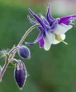 Roots Plants Perennials Aquilegia 'Earlybird Purple White'