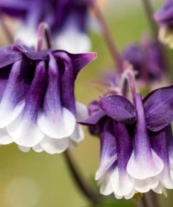 Roots Plants Perennials Aquilegia 'Earlybird Purple White'