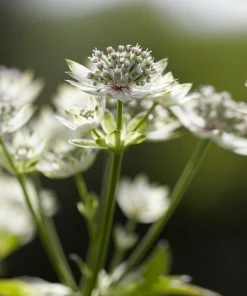 Roots Plants Perennials Astrantia 'Star Of Billion'