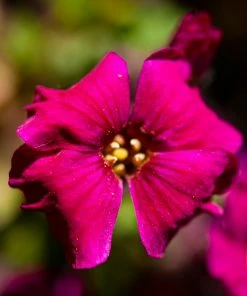Roots Plants Perennials Aubrieta 'Axcent Burgundy'