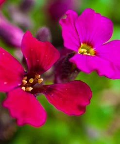 Roots Plants Perennials Aubrieta 'Axcent Burgundy'