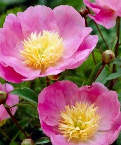 Roots Plants Perennials Peony 'Bowl Of Love' | 3L Pot