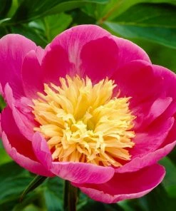 Roots Plants Perennials Peony 'Bowl Of Love' | 3L Pot