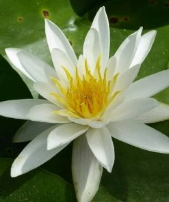 Roots Plants All Pond Plants Best Pond Plants For Any Size Pond | All In One | Oxygenating & Wildlife | Flowers & Structure
