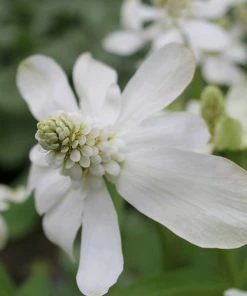 Roots Plants Apache Beads | Anemopsis Californicum All Pond Plants