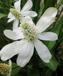 Roots Plants All Pond Plants Best Pond Plants For Any Size Pond | All In One | Oxygenating & Wildlife | Flowers & Structure