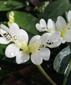 Roots Plants Miniature Pond Collection With A Lily | 6 X 1L Pots