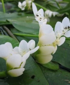 Roots Plants Miniature Pond Collection | 6 X 1L Pots All Pond Plants 13 Roots Plants Miniature Pond Collection | 6 X 1L Pots All Pond Plants