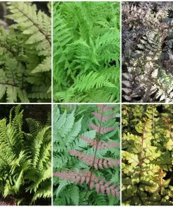 Roots Plants Ferns Premium Fern Collection | 6 X 9 Cm Pots
