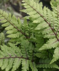 Roots Plants 3 Eared Lady Fern | Athyrium Otophorum Okanum | 9cm Pots