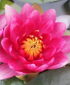 Roots Plants Red Water Lily | Nymphaea 'Attraction'