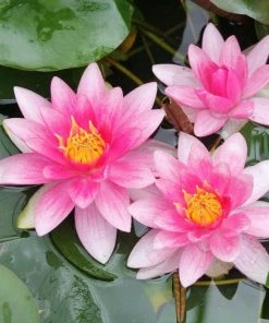 Roots Plants Red Water Lily | Nymphaea 'Attraction'