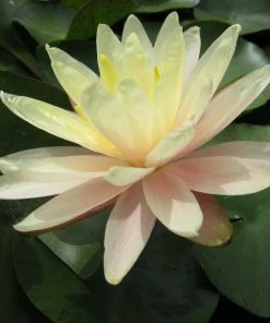 Roots Plants Large Water Lily | Nymphaea Barbara Dobbins