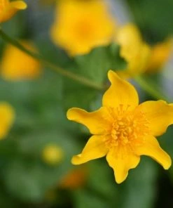Roots Plants Marsh Marigold