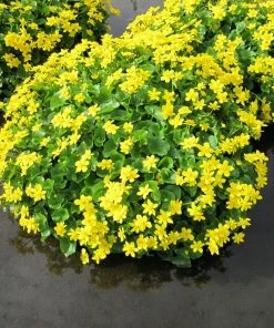 Roots Plants Marsh Marigold