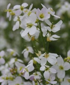Roots Plants Cuckoo Flower All Pond Plants