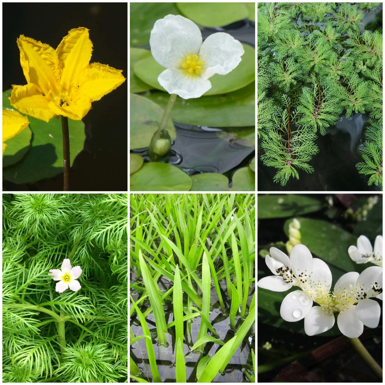 Roots Plants Miniature Pond Collection | 6 X 1L Pots All Pond Plants 3 Roots Plants Miniature Pond Collection | 6 X 1L Pots All Pond Plants