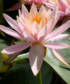 Roots Plants Colorado Water Lily | Nymphaea