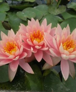 Roots Plants Colorado Water Lily | Nymphaea