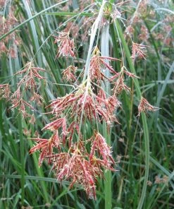 Roots Plants Grasses Sweet Galingale | Cyperus Longus