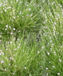 Roots Plants Dwarf Hairgrass| Oxygenating