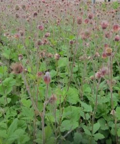 Roots Plants Geums Geum Rivale | Water Avens