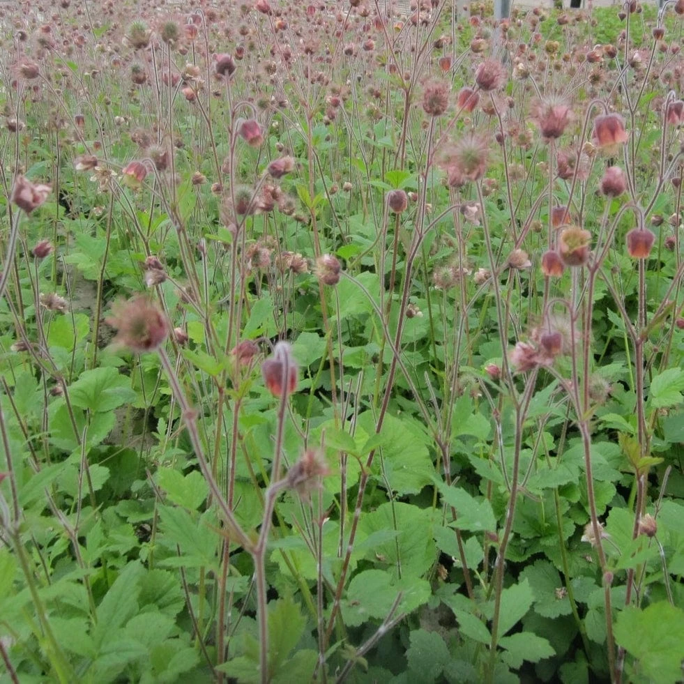 Roots Plants Geums Geum Rivale | Water Avens 4 Roots Plants Geums Geum Rivale | Water Avens