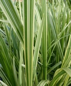 Roots Plants Variegated Reed Sweet Grass | Glyceria Maxima Variegata 7 Roots Plants Variegated Reed Sweet Grass | Glyceria Maxima Variegata
