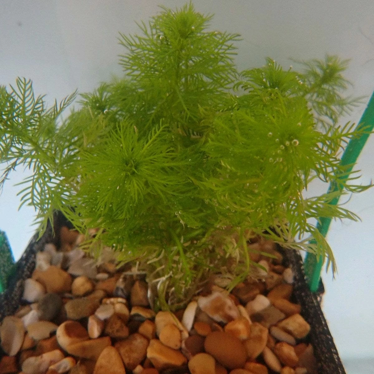 Roots Plants 5 Water Violet Plants| Oxygenating | 9cm Pots 5 Roots Plants 5 Water Violet Plants| Oxygenating | 9cm Pots