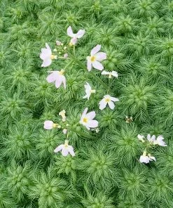 Roots Plants 5 Water Violet Plants| Oxygenating | 9cm Pots 10 Roots Plants 5 Water Violet Plants| Oxygenating | 9cm Pots