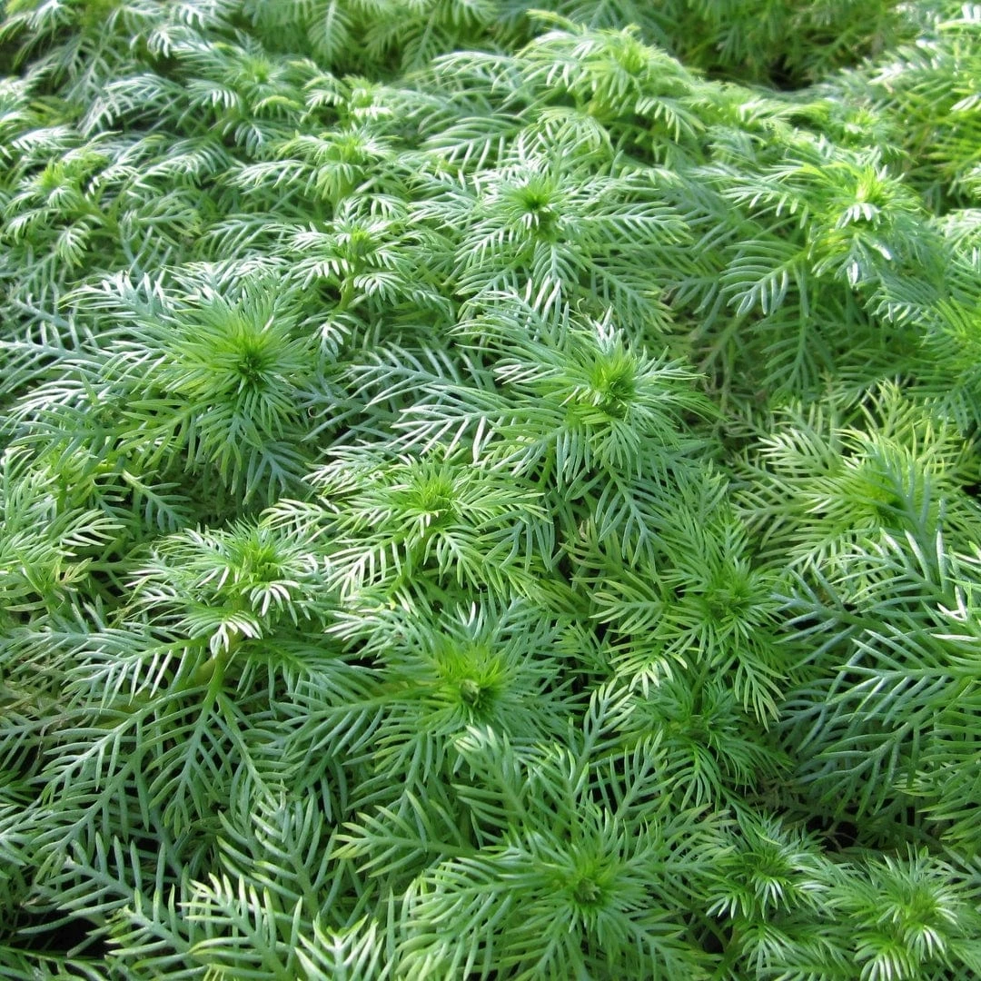 Roots Plants 5 Water Violet Plants| Oxygenating | 9cm Pots 7 Roots Plants 5 Water Violet Plants| Oxygenating | 9cm Pots