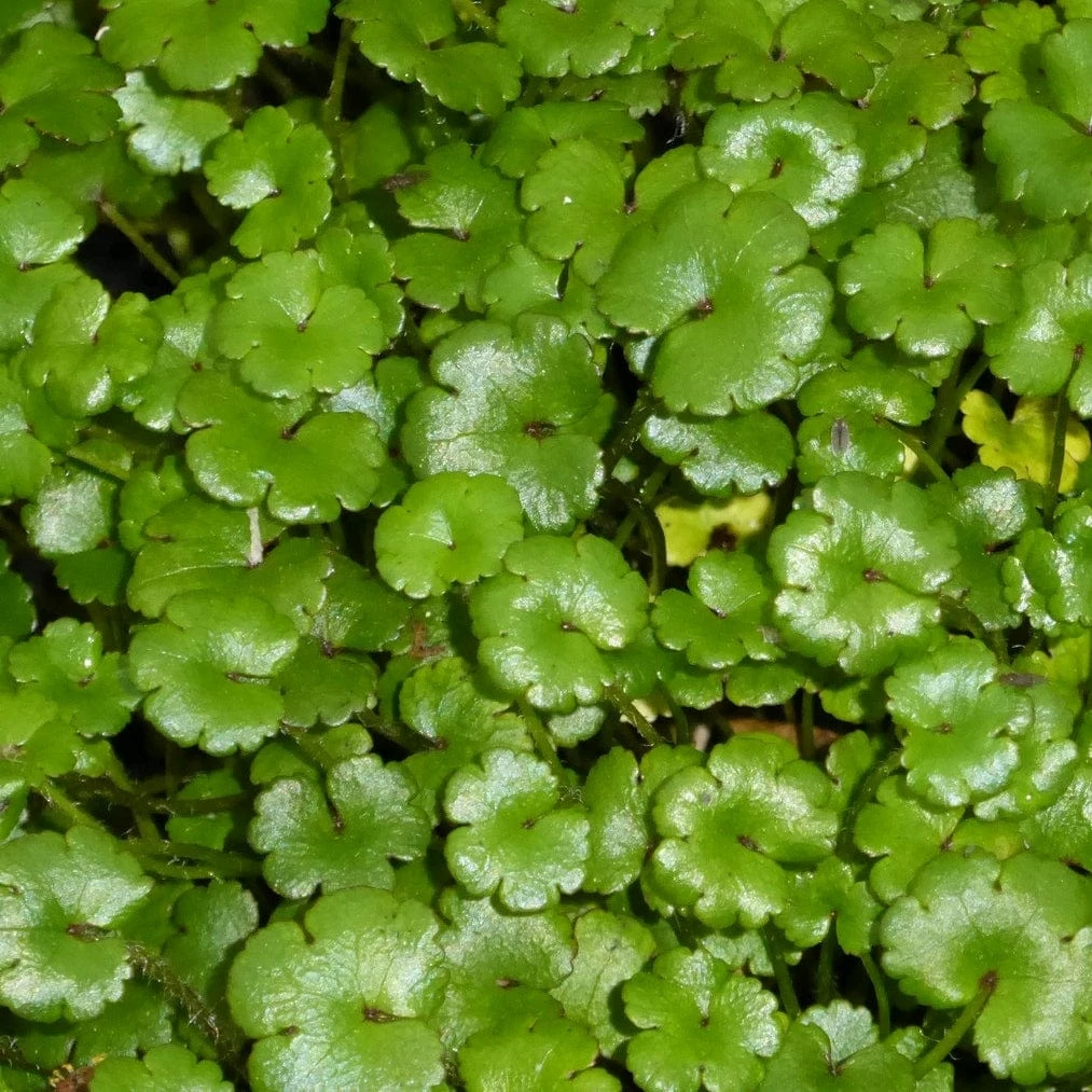 Roots Plants All Pond Plants Miniature Pennywort | Hydrocotyle Nova Zealand| Oxygenating 1L Pot 3 Roots Plants All Pond Plants Miniature Pennywort | Hydrocotyle Nova Zealand| Oxygenating 1L Pot