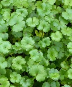 Roots Plants All Pond Plants Miniature Pennywort | Hydrocotyle Nova Zealand| Oxygenating 1L Pot