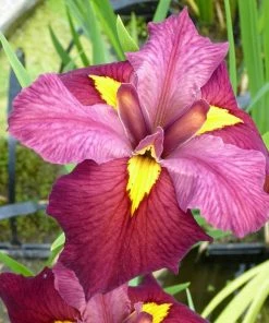 Roots Plants Irises Iris Louisiana 'Ann Chowning'