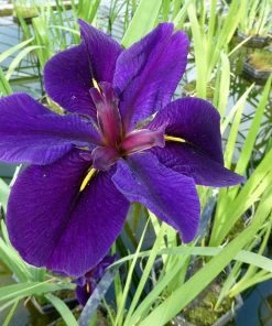 Roots Plants Iris Louisiana 'Black Gamecock' Irises 9 Roots Plants Iris Louisiana 'Black Gamecock' Irises