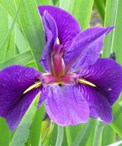 Roots Plants Iris Louisiana 'Black Gamecock' Irises 10 Roots Plants Iris Louisiana 'Black Gamecock' Irises