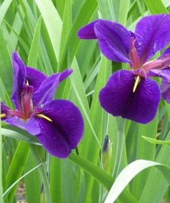 Roots Plants Iris Louisiana 'Black Gamecock' Irises 11 Roots Plants Iris Louisiana 'Black Gamecock' Irises