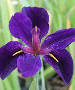 Roots Plants Iris Louisiana 'Black Gamecock' Irises 13 Roots Plants Iris Louisiana 'Black Gamecock' Irises